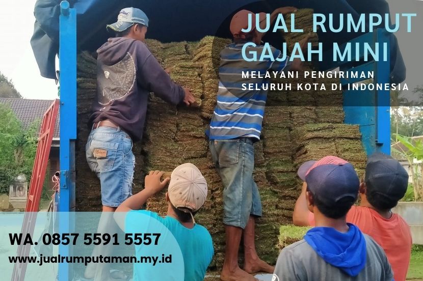 Harga Rumput Gajah Mini Magetan Murah #1
