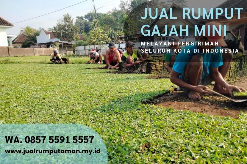Rumput Gajah Mini vs Rumput Jepang: Mana Terbaik?