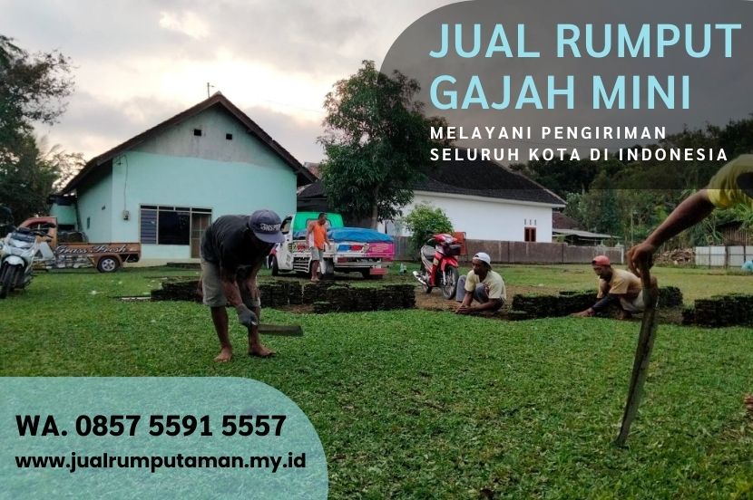 Harga Rumput Gajah Mini Magetan Murah #1