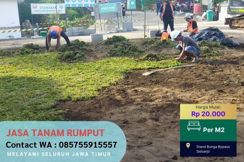 Jual Rumput Gajah Mini Bandung Rp.15.000/M2 Murah