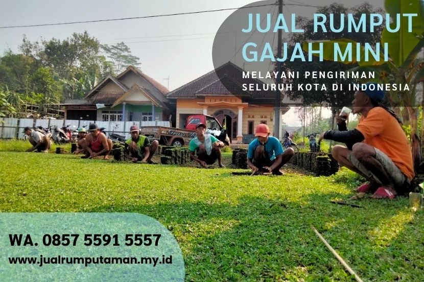 Jual Rumput Gajah Mini Gresik