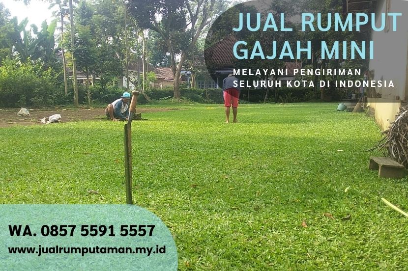 Harga Rumput Gajah Paitan Ngawi Rp.15.000 Per M2