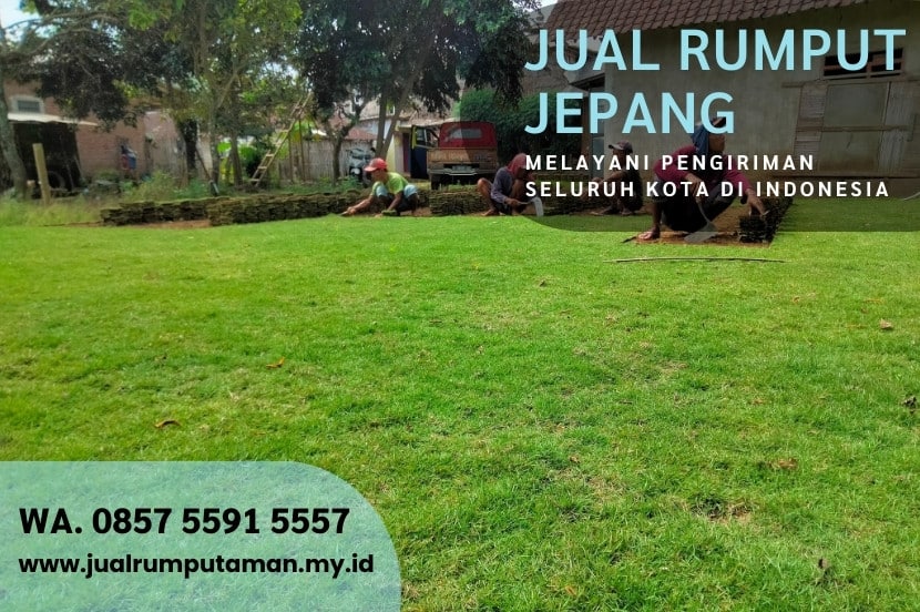 Harga Rumput Peking Magetan Per M2 Murah