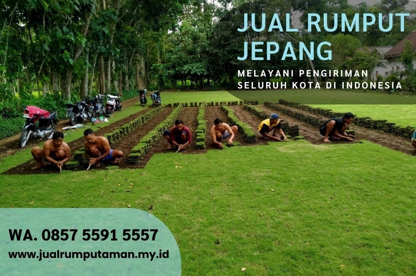 Harga Rumput Peking Magetan Per M2 Murah