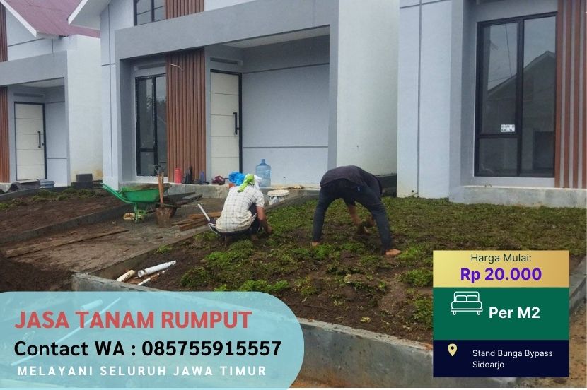 Harga Jasa Tanam Rumput Jepang Genting Kalianak Surabaya Per M2 Murah