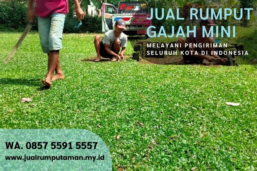 Harga Rumput Gajah Paitan Ngawi Rp.15.000 Per M2