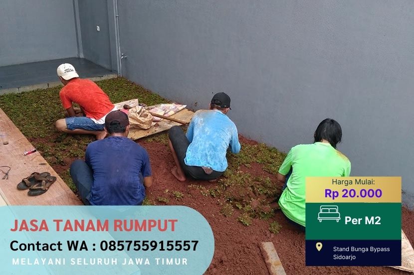 Harga Jasa Tanam Rumput Jepang Genting Kalianak Surabaya Per M2 Murah