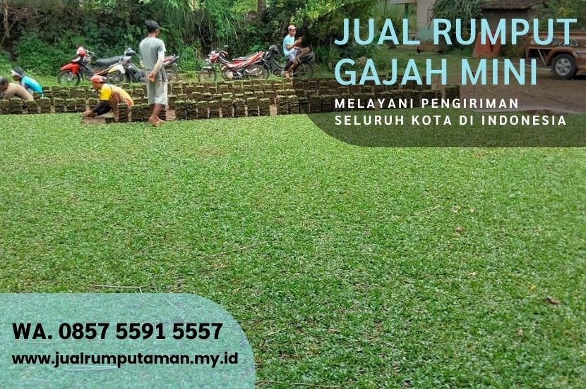 Harga Rumput Gajah Paitan Ngawi Rp.15.000 Per M2