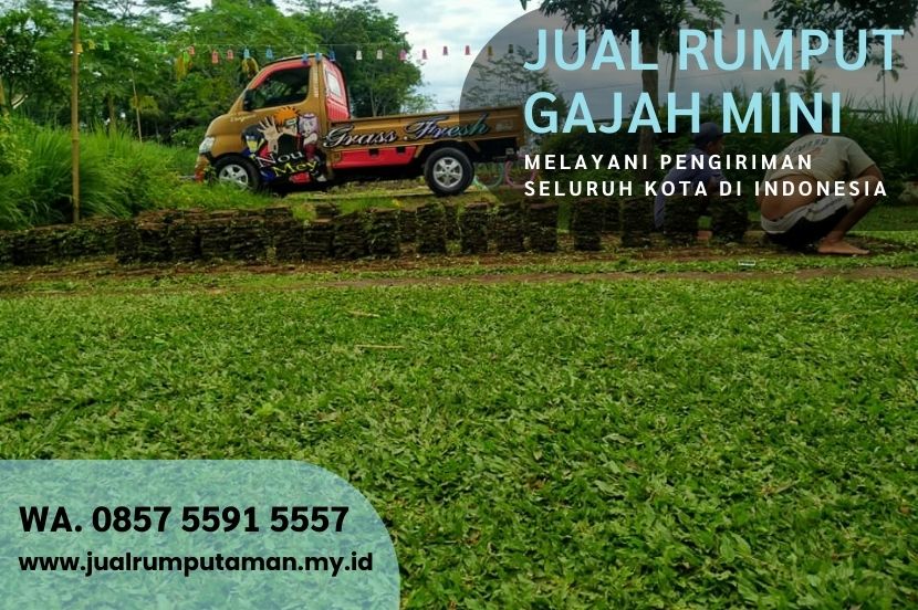Harga Rumput Gajah Paitan Ngawi Rp.15.000 Per M2