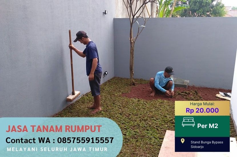 Harga Jasa Tanam Rumput Jepang Genting Kalianak Surabaya Per M2 Murah