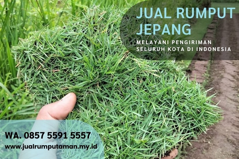Jual Rumput Jepang Blitar Murah