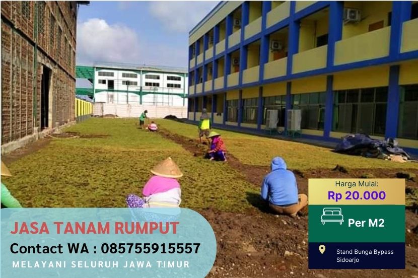 Harga Rumput Gajah Mini Boyolali Per M2 Murah