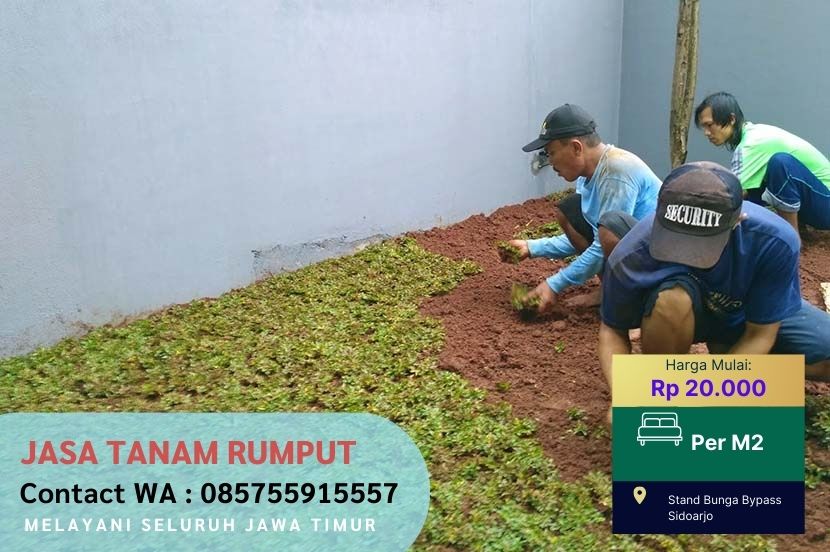 Harga Jasa Tanam Rumput Jepang Genting Kalianak Surabaya Per M2 Murah