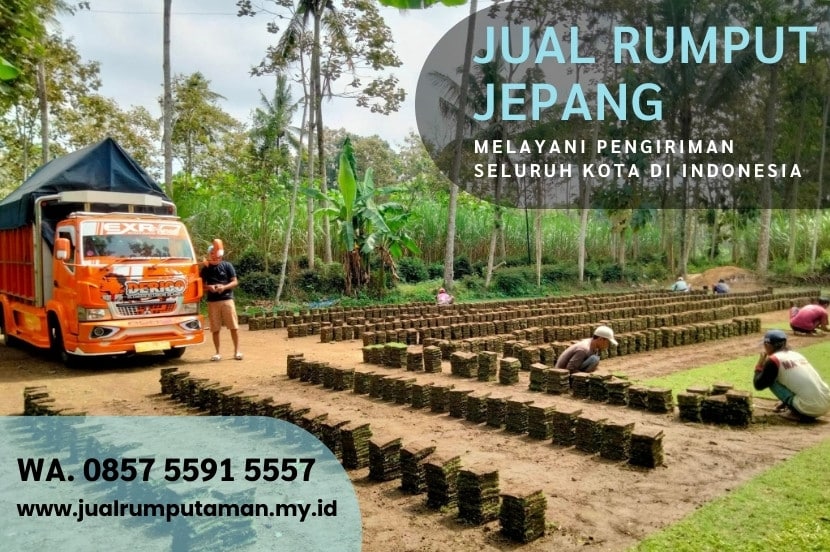 Jual Rumput Jepang Kudus Murah #1