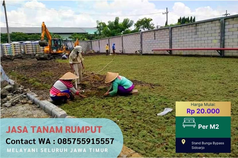 Harga Jasa Tanam Rumput Jepang Genting Kalianak Surabaya Per M2 Murah