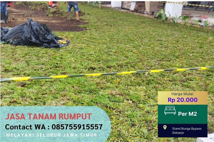 Jual Rumput Gajah Mini Bogor Per M2 Murah