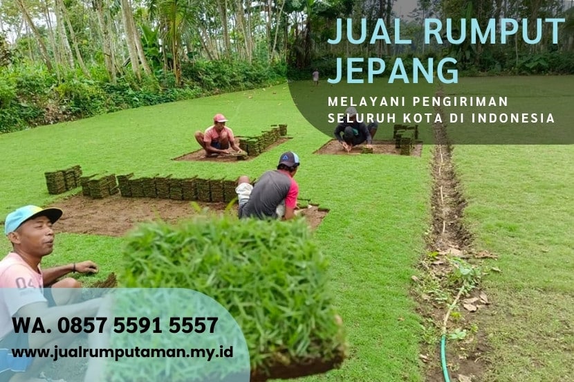 Jual Rumput Manila Ponorogo Murah Per M2