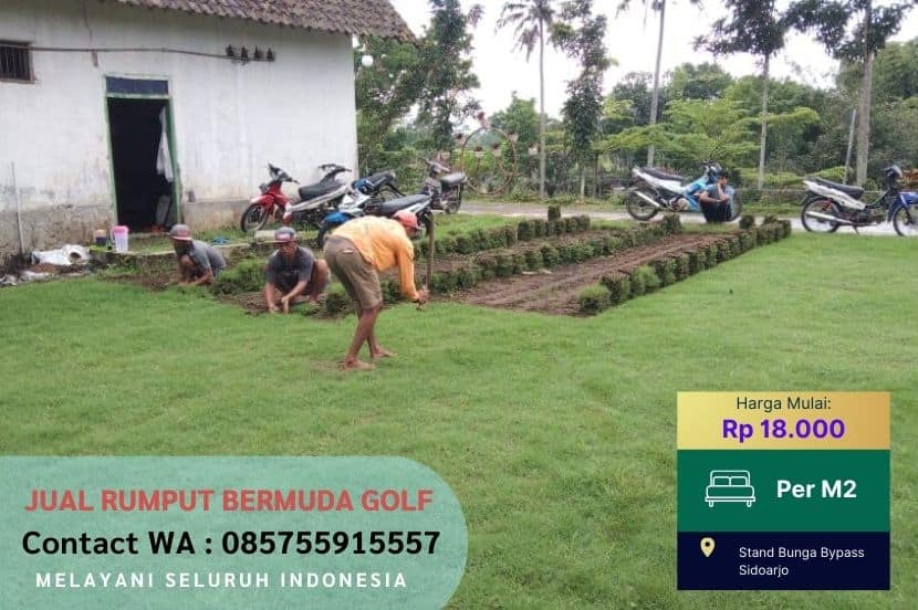Jual Rumput Golf Bermuda Blora Murah #1
