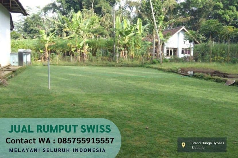 Rumput Golf vs Rumput Jepang