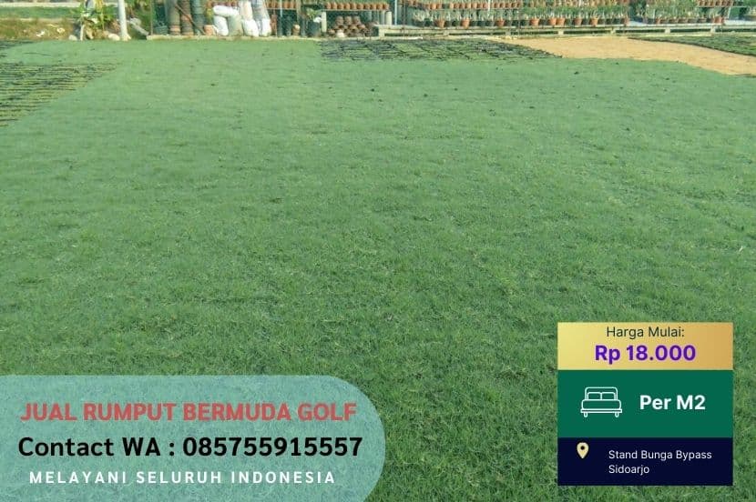 Jual Rumput Golf Bermuda Ponorogo Murah #1