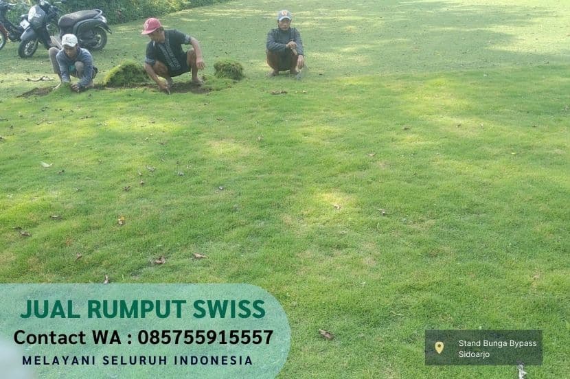 Jual Rumput Swiss Ngasem Per M2 Murah