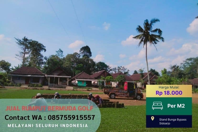 Jual Rumput Golf Bermuda Blora Murah #1
