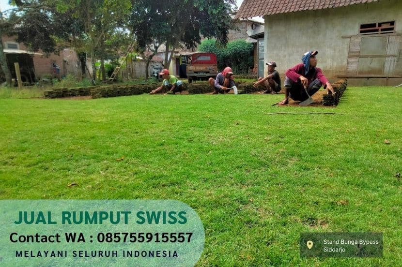 Jual Rumput Swiss Ngasem Per M2 Murah