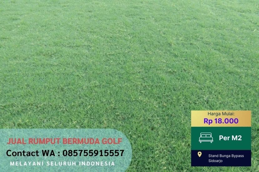 Jual Rumput Golf Bermuda Ponorogo Murah #1