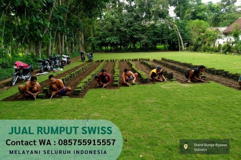 Jual Rumput Swiss Ngasem Per M2 Murah
