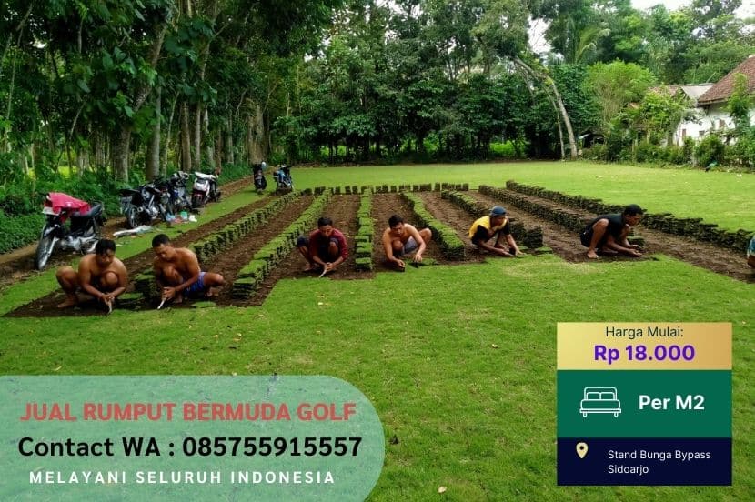 Jual Rumput Golf Bermuda Ponorogo Murah #1