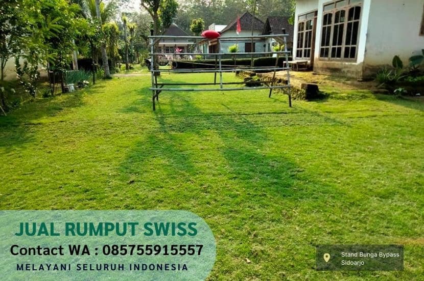 Memilih Supplier Rumput Taman Terbaik