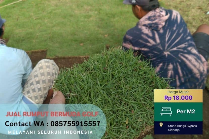 4 Perbedaan Rumput Jepang Rumput Gajah Mini dan Rumput Manila Terbaik
