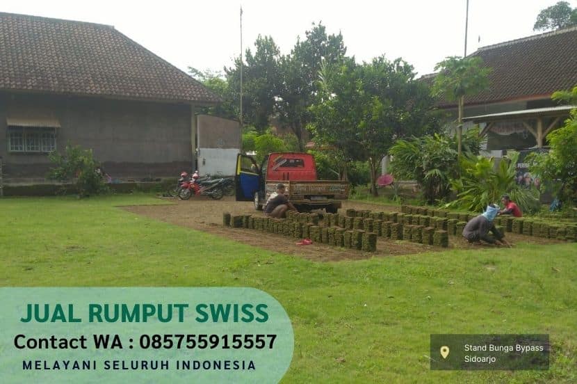 Jual Rumput Swiss Ngasem Per M2 Murah