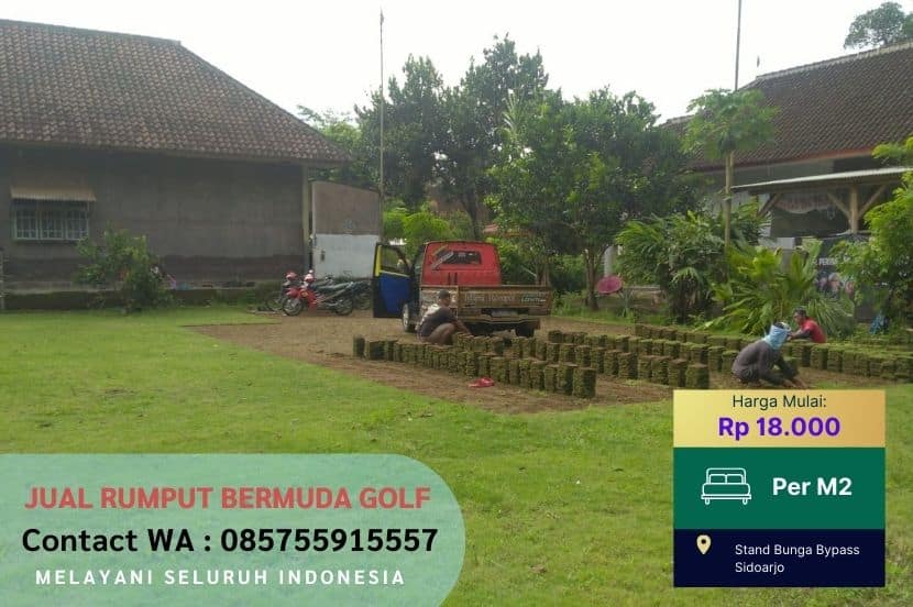 Jual Rumput Golf Bermuda Sragen Murah #1