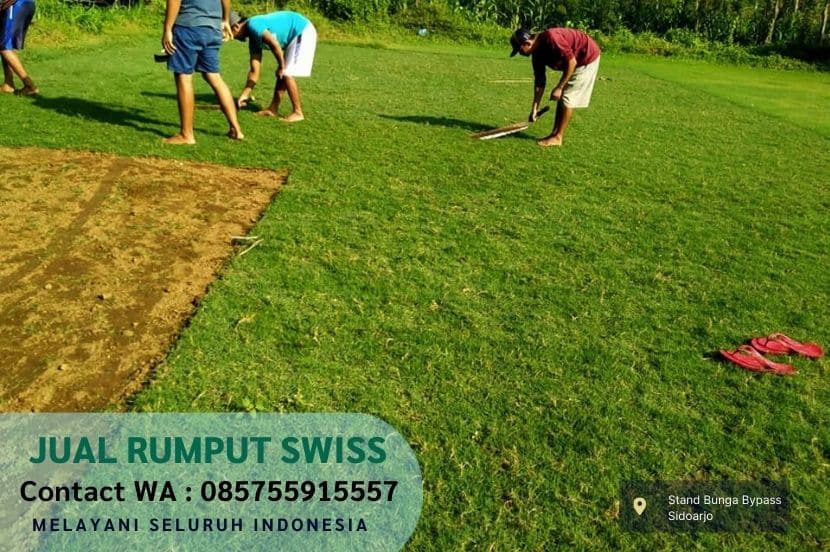 Jual Rumput Swiss Ngasem Per M2 Murah
