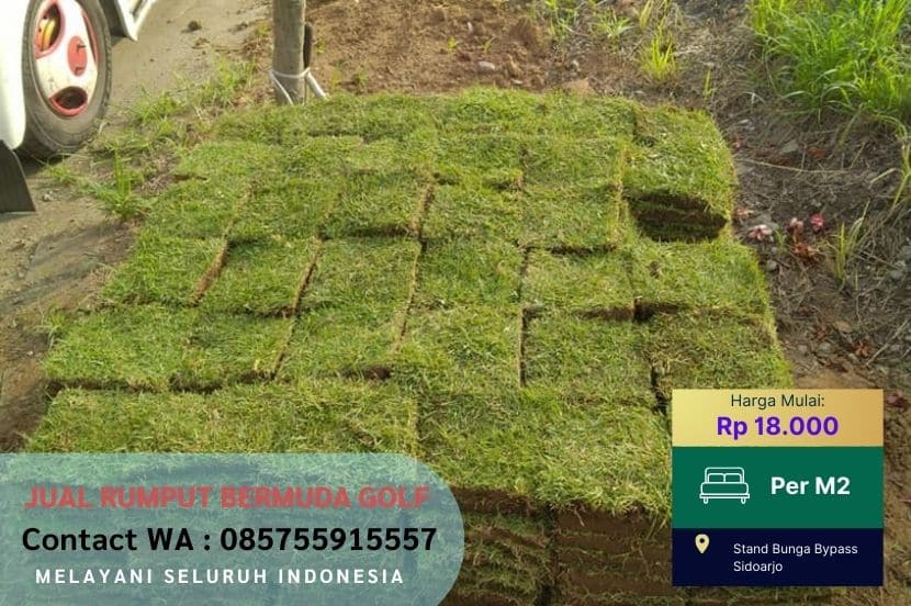 Jual Rumput Golf Bermuda Sragen Murah #1