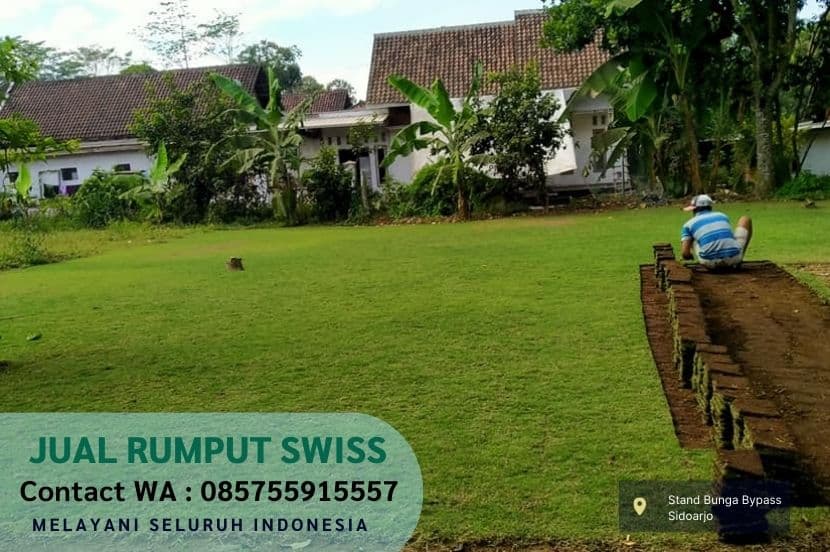 Jual Rumput Swiss Ngasem Per M2 Murah