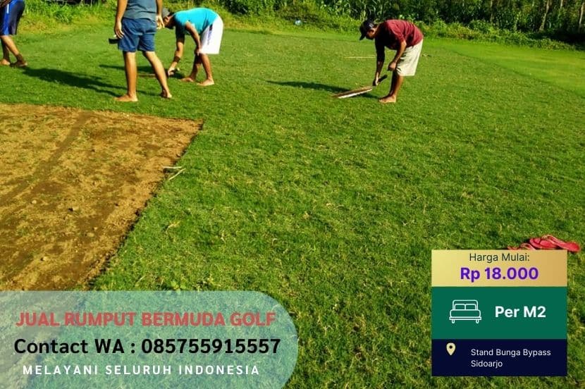 Memilih Supplier Rumput Taman Terbaik