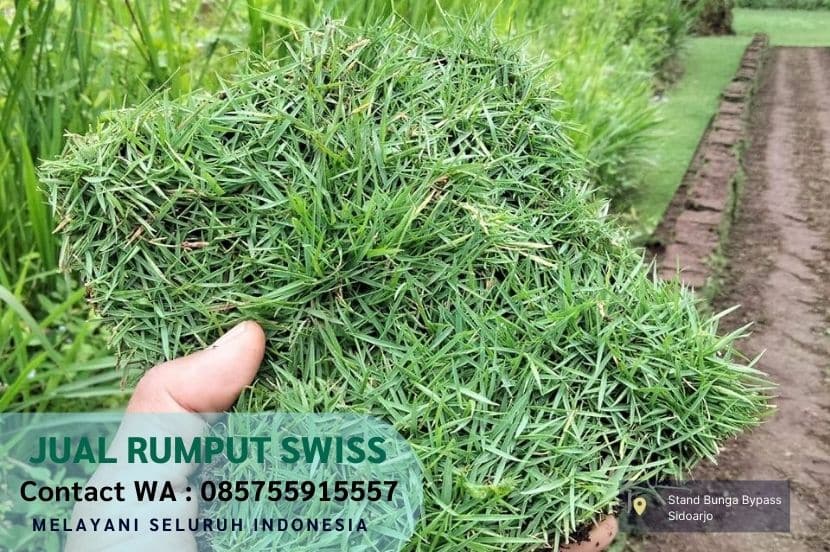 Jual Rumput Swiss Kediri Per M2 Murah