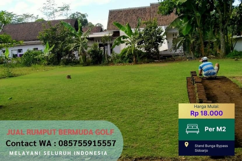 Jual Rumput Golf Bermuda Ponorogo Murah #1