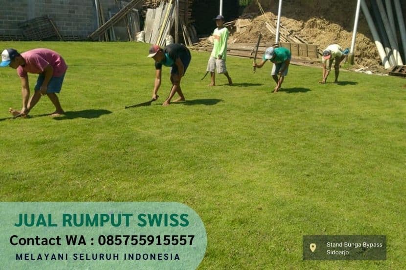 Jual Rumput Swiss Ngasem Per M2 Murah