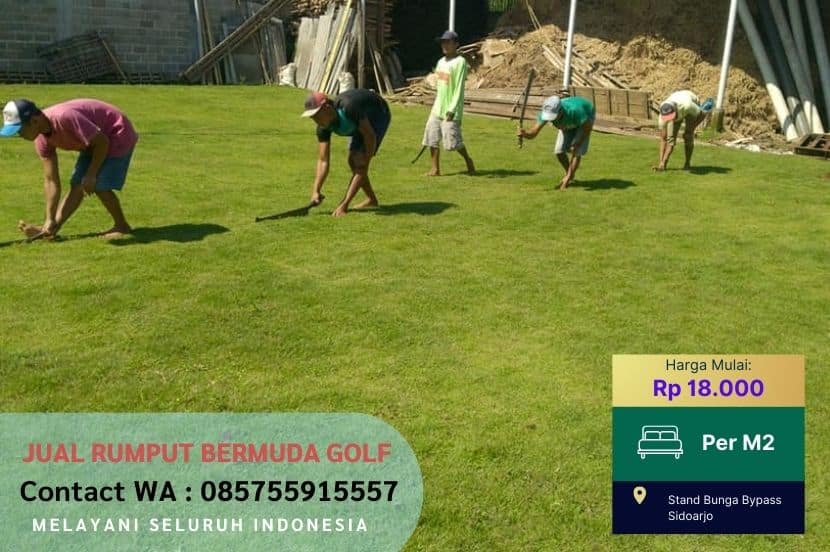 Rumput Swiss vs Rumput Jepang