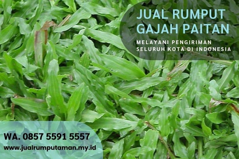 Harga Rumput Gajah Paitan Ngawi Rp.15.000 Per M2