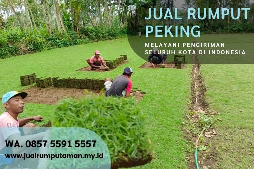 Harga Rumput Peking Magetan Per M2 Murah