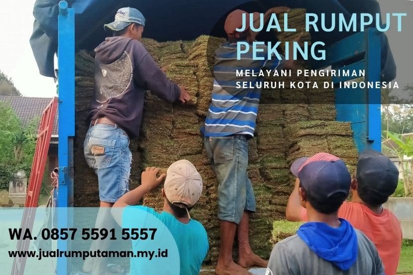 Harga Rumput Peking Magetan Per M2 Murah