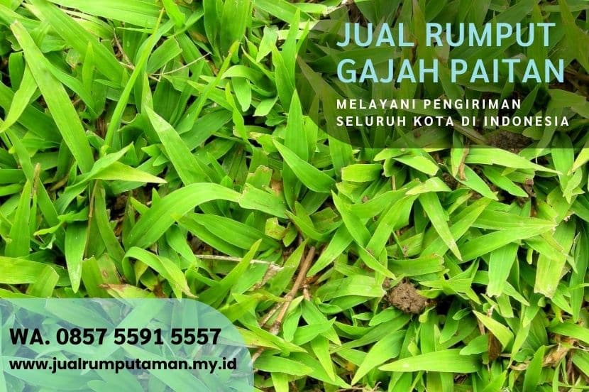 Harga Rumput Gajah Paitan Ngawi Rp.15.000 Per M2