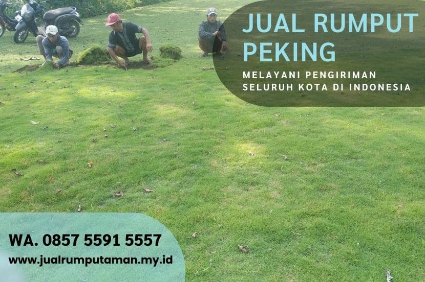 Harga Rumput Peking Magetan Per M2 Murah