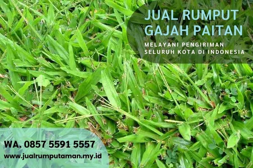 Harga Rumput Gajah Paitan Ngawi Rp.15.000 Per M2