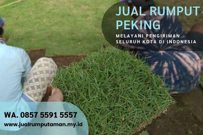 Jual Rumput Peking Mungkid Per M2 Murah