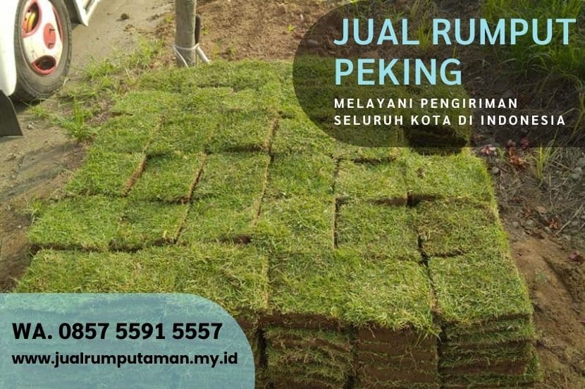 Jual Rumput Peking Mungkid Per M2 Murah